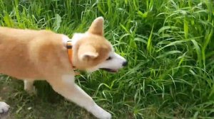 Нужно в дорогу мне торопиться...Акита Ину щенок свободно гуляет по лесу.