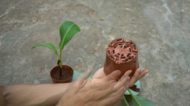 Unique technique of propagating bananas with onions. 100% success rate p2 смотреть онлайн