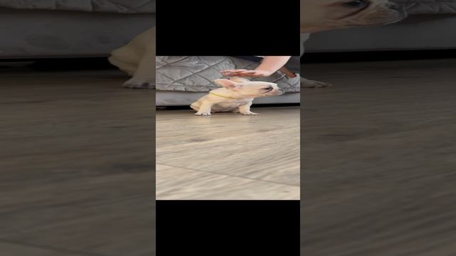 Кремовый французский бульдог