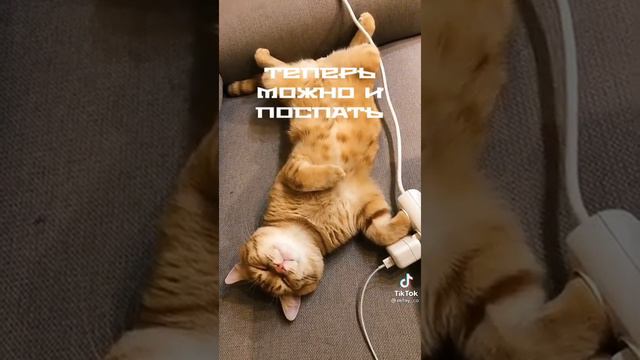 у меня есть дома кот!  (нет)