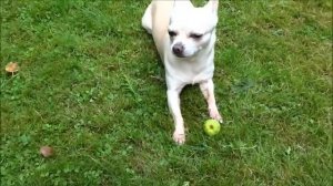 Собака породы Чихуахуа / идеальный компаньон