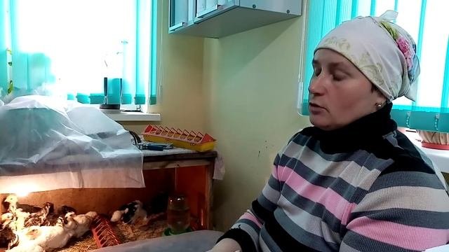 Чем кормить бройлеров. Первый вывод самый крупный.