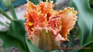 Тюльпан бахромчатая Боллрум (tyulpan-bollrum) ? Боллрум обзор: как сажать, луковицы тюльпаны Боллру