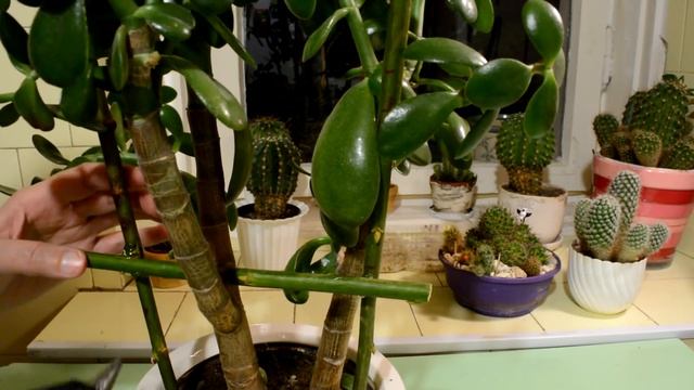 Опоры для цветов своими руками смотреть онлайн