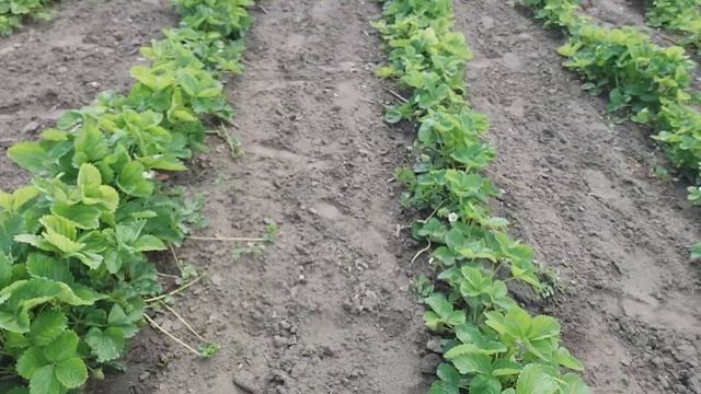 ???Клубника АЛЬБА и АЗИЯ,оптовая торговля, шикарный транспортабельный сорт.Рассада уса в наличии. смотреть онлайн