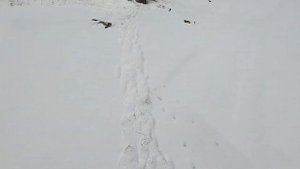 Картечь 5.9мм ,6.5мм и 7.15мм  на 50 метров