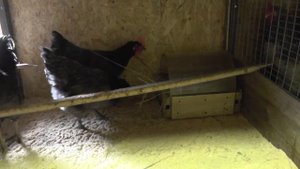 Маран Голубой