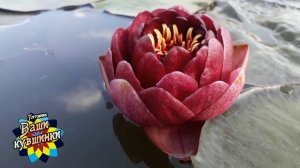 Нимфея Siam Garnet (Гранат Сиама) кувшинка, waterlily, водные растения, пруд