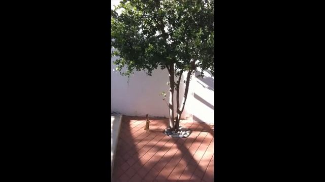 Trying to catch a snake with Namibian mongoose | Ловля змеи с помощью домашнего мангуста в Намибии смотреть онлайн