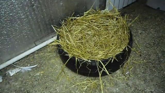 Как сделать гнездо для индюков или гусей, своими руками... смотреть онлайн