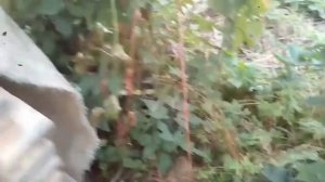 ЕЖЕВИКА, БЕЗ ШИПОВ,КАК РАСТИТЬ.