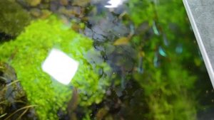 Бактериальная плёнка в аквариуме