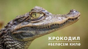 БЕЛӘСЕМ КИЛӘ: крокодил / Crocodile
