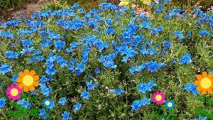 Литодора раскидистая Хэвенли Блю. Краткий обзор, описание litodora diffusa Heavenly Blue