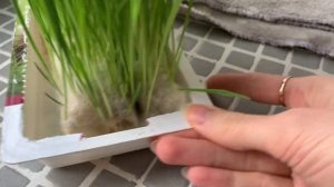 Трава для кошек  Titbit || Из FixPrice || Ожидание и реальность || Обзор