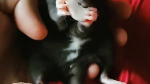 Rat6