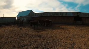 Купили телок и нетелей герефордской породы