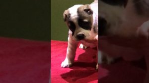 Алабай Барби Бульдозера правнучка номер 6 Питомник МатурХан