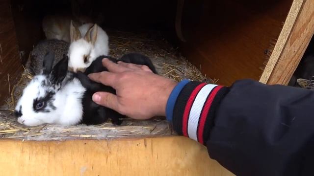 Сегодня - Утро Итоги ОСЕНЬ _ Крольчата в моем хозяйстве смотреть онлайн