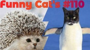 Смешные коты #110