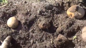 Урожай картофеля сорта Пикассо, 2018г, Кострома