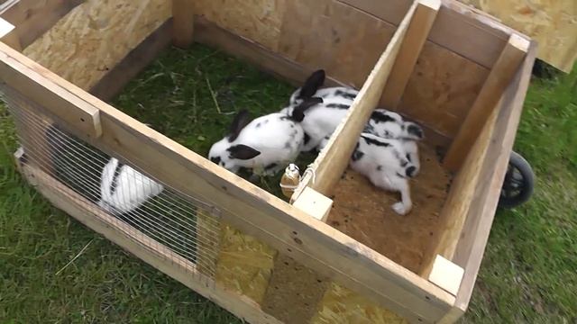 Передвижной крольчатник своими руками