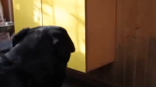 РОТВЕЙЛЕР ГОТОВИТ ПОЗДРАВЛЕНИЕ.воспитание и дрессировка собаки
