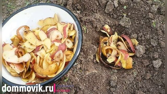 Картофельные очистки как удобрение: применение подкормки