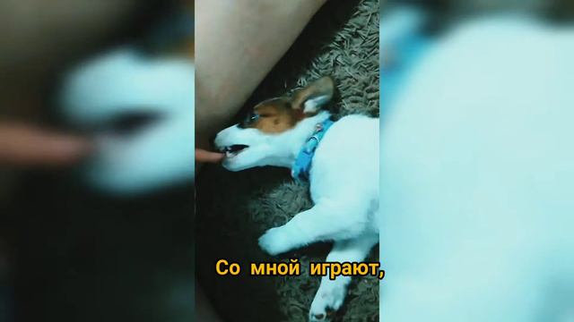 Новый любимец семьи - Джек Рассел