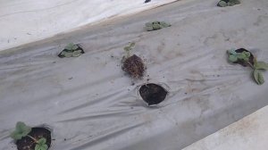 Как растёт корневая у клубники в грунте, при низких температурах!