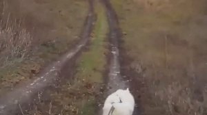 Байкджоринг С собакой по лужам на велосипеде!