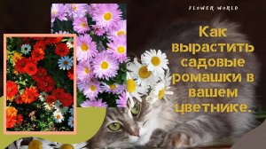 Как вырастить садовые ромашки в вашем цветнике.