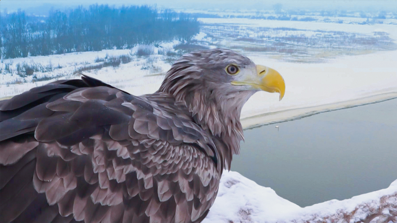 Кто зимует на реке Припяти? Зимний учет птиц белорусского Полесья | Все как у людей