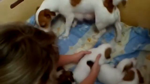 Щенки Джек Рассела.Ненси ощенилась!!!!!! смотреть онлайн