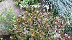 Высаживаю ТИМЬЯН ползучий на горку ?♀️ Обзор моей КАМЕННОЙ ГОРКИ в сентябре ?♂️ Steinbeet im Sept