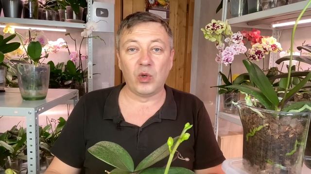 полив орхидей когда и как в разных посадках и грунтах орхидеи смотреть онлайн