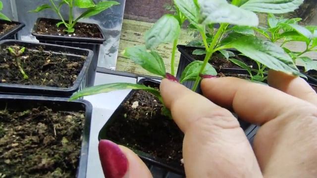 Как буду обрезать прошлогодние черенки - малыши метельчатой гортензии ?? смотреть онлайн