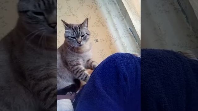 Кот - массажист！ смотреть онлайн