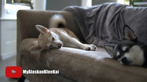 Alaskan Klee Kai price: How much do these 'Mini Huskies' cost?