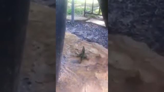 Slick the Doberman vs. Godzilla смотреть онлайн