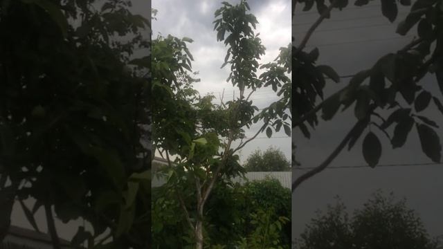 как правильно обрезать грецкий орех
