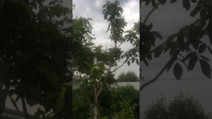 как правильно обрезать грецкий орех