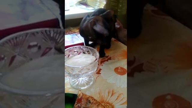 Сфинкс сладкоежка