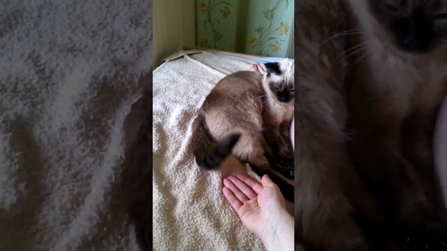 Сиамская кошка играет с хвостом