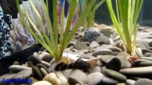 Валлиснерия, размножение вегетативным способом