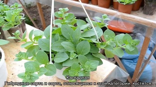 Как прищипывать петунию для пышного цветения