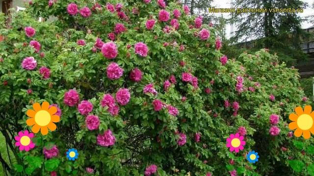 Роза морщинистая Ротес Меер. Краткий обзор, описание характеристик rosa rugosa exception Rotes Meer смотреть онлайн