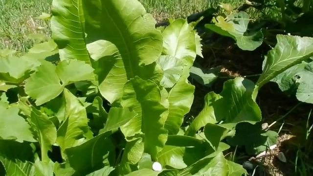 ХРЕНОВАЯ ЗАКУСКА. НЕ РЕЦЕПТ. ВСПОМНИМ МОЛОДОСТЬ