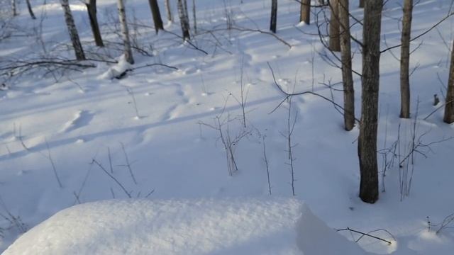 Бобровая изба на болоте Лесной быт, еда на костре, установил камеру смотреть онлайн