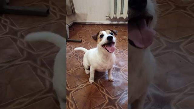 Jack Russell Terrier before and after trimming./Джек рассел терьер до и после тримминга.